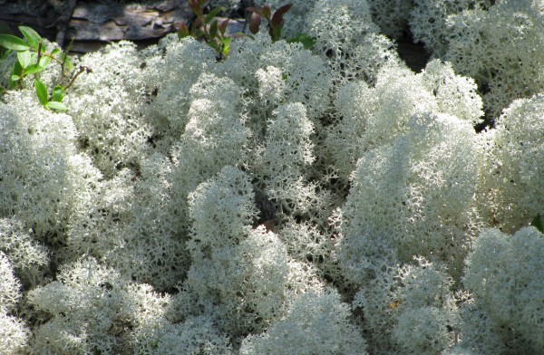 White lichen in sunlight